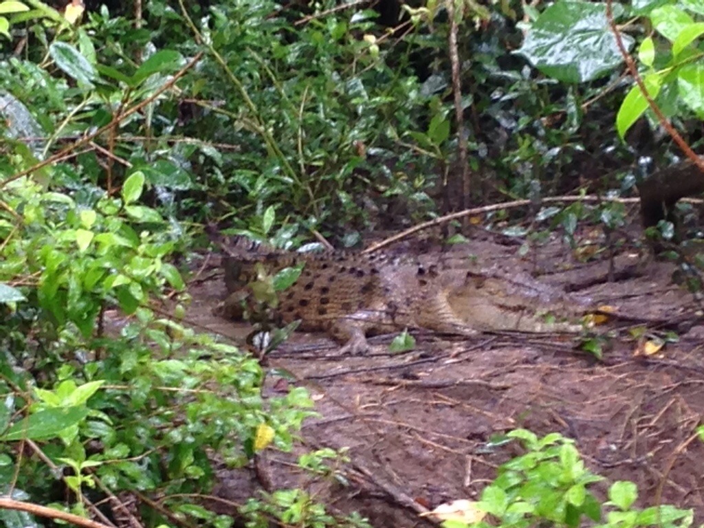Croc Spotting